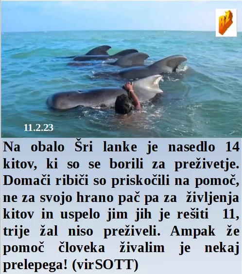 Slovenski in svetovni politični hlev na dan 11.2.23