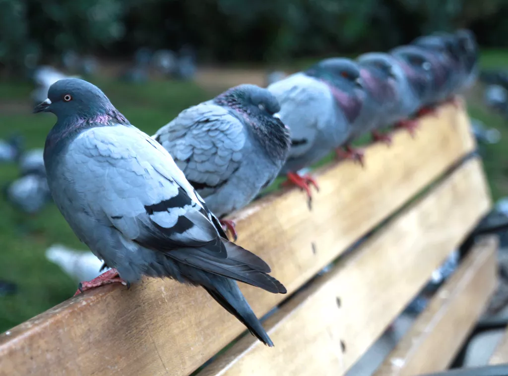 Golobi - čudoviti simboli miru ali nadležni ptiči, ki nam kvarijo življenje?