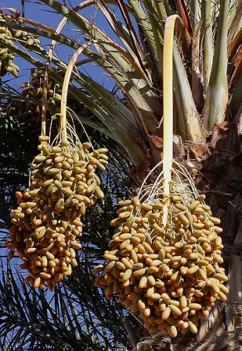 Slika:Dates on date palm.jpg