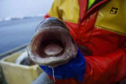 Zdravila, s katerimi pri ljudeh zdravijo tesnobo, najdejo pot tudi v odpadne vode, zaradi njih pa ribe postajajo vse bolj predrzne in nedružabne, kar ima lahko resne ekološke posledice.