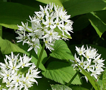 Čemaž v času cvetenja