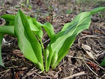 Listi čemaža spominjajo na liste šmarnice 