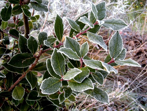 Ozeble rožice ob dnevu žena