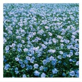 Laneno seme (lan = Linum usitatissimum)