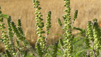 AMBROZIJA SLIKA - Ambrozija simptomi