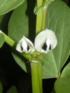 Da bomo rekli bobu bob - in še kaj o bobu