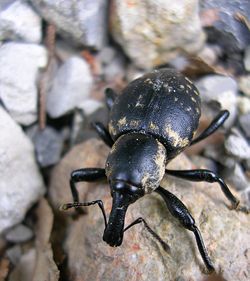 
				rilčkar <br>
vir: http://sl.wikipedia.org/wiki/Pravi_rilčkarji			