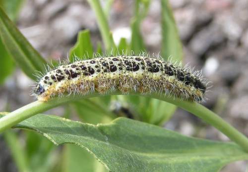 
				Gosenica kuposovega belina - Pieris brassicae caterpillar<br>
<br>
Kapusov belin je največji med belini, ki živijo v Sloveniji, saj preko kril meri med 50 in 62 mm. Osnovna barva zgornje strani kril je bela, v zgornjem kotu sprednjih kril pa ima ta vrsta značilno vbočeno črno liso. Samica se od samca loči po tem, da ima na zgornji strani sprednjih kril &scaron;e dve dodatni črni lisi. Oba spola imata črni lisi na spodnji strani sprednjih kril. Prednja krila so po spodnji strani zelenkasto bela, zadnja krila pa rumenkasta s sivkastim poprhom. Kapusov belin je odličen letalec, ki na svojih selitvah preleti precej&scaron;nje razdalje[1].<br>
<br>
Samica odloži rumena jajčeca v skupinah od 20 do 100 na hranilne rastline gosenic. Te se hranijo z listi kapusnic, po čemer je vrsta dobila ime. Gosenice so rumenkasto zelene s svarilnimi rumenimi črtami vzdolž telesa ter črnimi pikami. Hranijo se v skupinah in lahko povzročijo veliko gospodarsko &scaron;kodo v nasadih zelja ali ohrovta. Same gosenice so pogosto žrtev zajedavskih os vrste Apanteles glomeratus, ki svoja jajčeca odlagajo v mlade gosenice.<br>
<br>
Buba kapusovega belina je bledo rumenkasto zelene barve s črnimi pikami. Iz bube se metulji razvijejo spomladi.<br>
<br>
Raz&scaron;irjenost[uredi | uredi kodo]<br>
Kapusov belin je raz&scaron;irjen po celi Evropi, Severni Afriki in Aziji vse do Himalaje.<br>
<br>
V Sloveniji lahko kapusovega belina opazimo v različnih življenjskih prostorih od morja do visokogorja, kjer leta od marca do septembra. Lahko se pojavlja v dveh ali treh generacijah.<br>
vir: http://sl.wikipedia.org/wiki/Kapusov_belin<br>
			