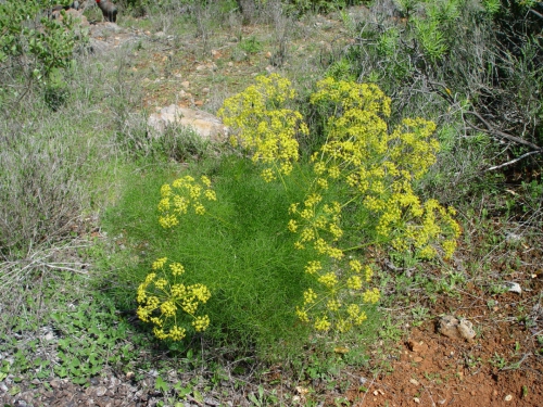 Navadni komarček (znanstveno ime Foeniculum vulgare) je modrikasta rastlina, ki spada v družino kobulnic (Apiaceae). Njena življenjska doba je do 2 leti, v tem času pa lahko zraste tudi do 2m.<br>
<br>
Ima močno razrasel koreninski sistem, iz katerega se razvije večje število stebel. Le-ta so okrogla, gladka in nadrobno progasta. Proti vrhu se steblo razveji v liste, ki so 3 do 4-krat pernato deljeni. Na koncu listov se razvijejo drobni rumenkasti cvetovi, ki sestavljajo kobul. Čas cvetenja je zelo neizenačen, zato je tudi neizenačeno dozorevanje plodov. Plodovi so valjaste oblike in sestavljeni iz dveh semen.<br>
<br>
http://sl.wikipedia.org/wiki/Navadni_komarček