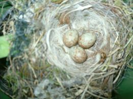 Fotografija osebe Ivana Gantar.