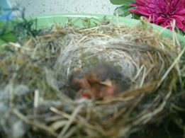 Fotografija osebe Ivana Gantar.