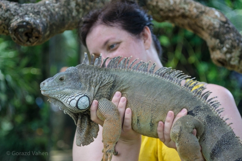 
				V občudovanju legvana.			