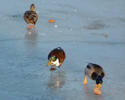 Rezultat iskanja slik za die enten laufen schlittschuh