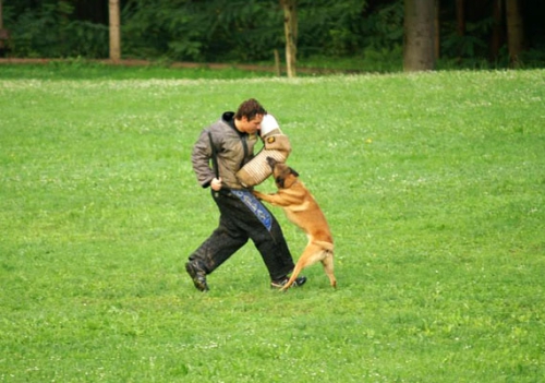 Tekmovanje &scaron;olanih psov za pokal VOMAR