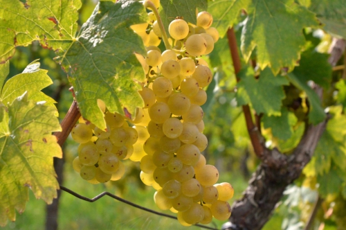   Grozdje v Jeruzalemu pred trgatvijo Foto: Ale&scaron; Čerin