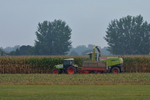   Koruza za silažo Foto: Ale&scaron; Čerin