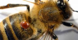 Rezultat iskanja slik za slike varoja