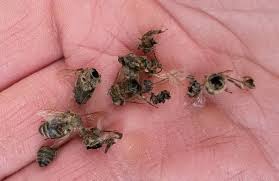 Rezultat iskanja slik za mrtve čebele slike