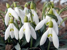 Rezultat iskanja slik za ZVONČKI SLIKE