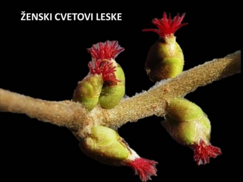 ŽENSKI CVETOVI LESKE