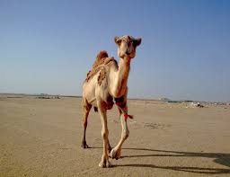 Rezultat iskanja slik za kuwait photos