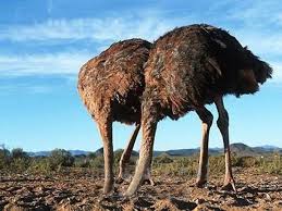 Rezultat iskanja slik za noj photos