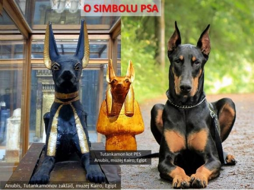 PAR SLIK PSOV ANUBISA KOT VARUHA SVETEGA in poleg pasma PINCH,