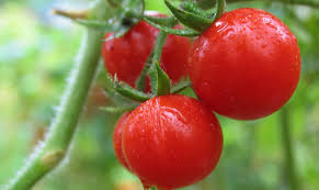 Rezultat iskanja slik za paradižnik