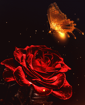 
				rose			