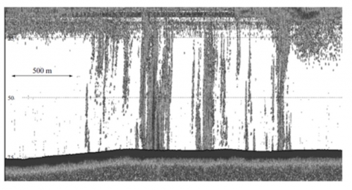 
				Sonarna slika enega od velikanskih izbruhov metana iz dna priobalnega Vzhodnosibirskega morja			