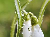 Rezultat iskanja slik za regen im februar