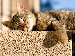 Rezultat iskanja slik za katze in der sonne
