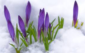 Rezultat iskanja slik za Februar schnee