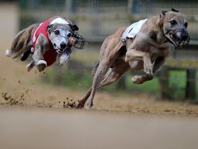 Rezultat iskanja slik za pasje dirke photos