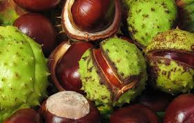 Rezultat iskanja slik za kostanj slike