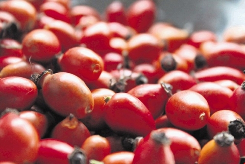 Sveže obrani plodovi &scaron;ipka  