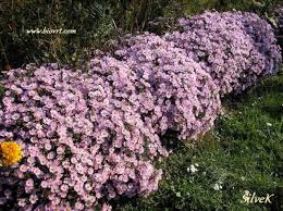 Rezultat iskanja slik za jesenske astre slike