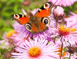 Rezultat iskanja slik za jesenske astre slike