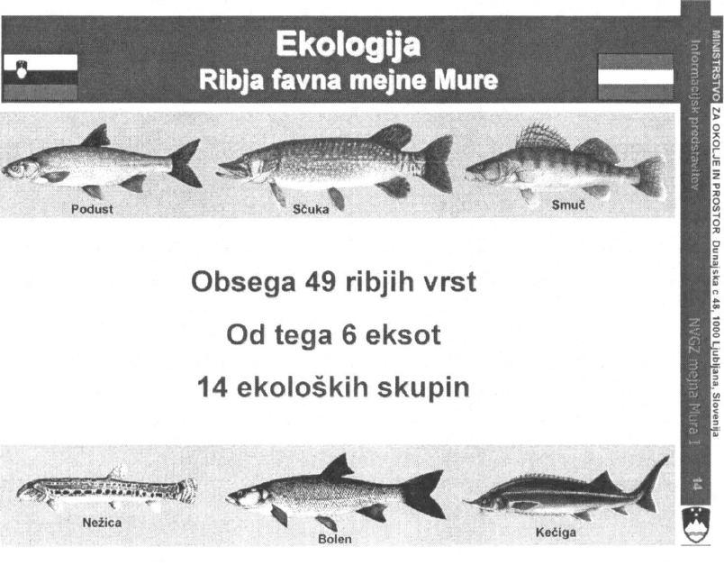 				Slika 11 : Ribja favna mejne Mure			
