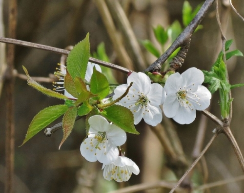 Rezultat iskanja slik za divja če&scaron;nja slike