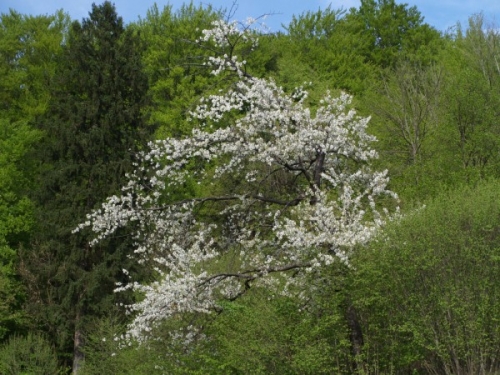 Rezultat iskanja slik za divja če&scaron;nja slike