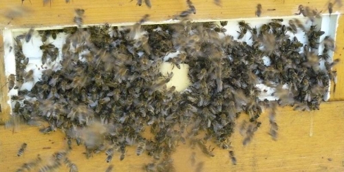 Rezultat iskanja slik za čebelji rop slike