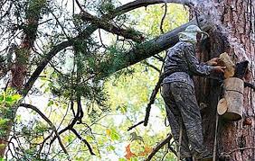 Rezultat iskanja slik za čebelji panj na drevesu