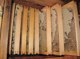 Kdo je (naj)boljši čebelar ali čebelarka?