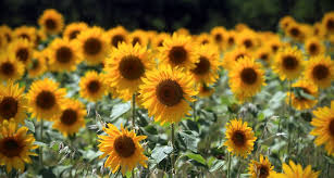 Rezultat iskanja slik za družinsko podjetništvo slike