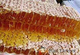 Rezultat iskanja slik za satje z medom slike