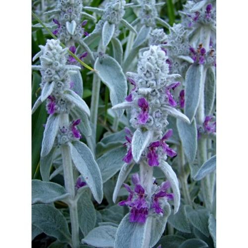 Rezultat iskanja slik za Volnati čišljak slike