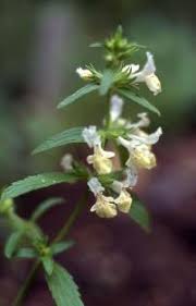 Rezultat iskanja slik za beli bosiljak slike