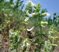 Rezultat iskanja slik za beli bosiljak pčelinja pa&scaron;a