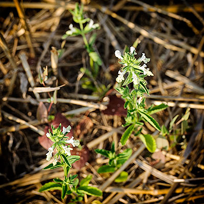 Beli bosiljak (staračac, beli čistac) na srbobranskom, Karinom sala&scaron;u &ndash; gazde Radivoja Nićina; foto: L. Lazić, Srbobran, 2013.